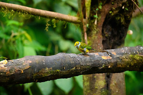 Silver-throated tanager (feeder), Milpe Bird Sanctuary, Ecuador Feeder shot. The sexes look alike for this species. Ecuador,Ecuador 2021,Fall,Geotagged,Milpe Bird Sanctuary,Silver-throated tanager,South America,Tangara icterocephala,World