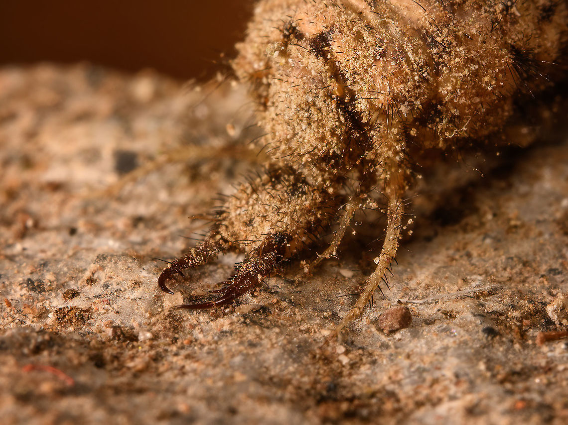 Antlion larva - closeup, Milpe Bird Sanctuary, Ecuador <figure class="photo"><a href="https://www.jungledragon.com/image/127962/antlion_larva_milpe_bird_sanctuary_ecuador.html" title="Antlion larva, Milpe Bird Sanctuary, Ecuador"><img src="https://s3.amazonaws.com/media.jungledragon.com/images/2/127962_thumb.jpg?AWSAccessKeyId=05GMT0V3GWVNE7GGM1R2&Expires=1763596810&Signature=9QgDA2PYiEk9EhxC0bgg5M9QrRA%3D" width="200" height="150" alt="Antlion larva, Milpe Bird Sanctuary, Ecuador https://www.jungledragon.com/image/127961/antlion_larva_-_closeup_milpe_bird_sanctuary_ecuador.html<br />
Our stay in Milpe was to be short, we arrived just before lunch and would leave the following morning. So it was a bummer that heavy rain ruined our birding plan for the afternoon. <br />
<br />
Luckily, our guide Manuel Espejo always manages to come up with a cool side project. We noticed a lot of sand pit traps on the floor, looking like this:<br />
https://en.wikipedia.org/wiki/Antlion#/media/File:Antlion_trap.jpg<br />
<br />
At the bottom of these traps are the notorious larvae of an antlion, which will prey on any arthropod (typically ants) falling into the trap. Manuel managed to digg up one of these larvae. <br />
<br />
These are 2:1 macro photos with 2 off-camera flash units. The subject is alive and was put back where it came from.<br />
<br />
As adults, antlions are not often photographed. This is due to their short adult life spans and flight time, which surrounds daylight. They are commonly mistaken for dragonflies but they are easy to tell apart by having long antennae:<br />
https://www.jungledragon.com/wildlife/photos/animalia/arthropoda/insecta/neuroptera/myrmeleontidae Ecuador,Ecuador 2021,Fall,Geotagged,Milpe Bird Sanctuary,South America,World" /></a></figure><br />
Our stay in Milpe was to be short, we arrived just before lunch and would leave the following morning. So it was a bummer that heavy rain ruined our birding plan for the afternoon. <br />
<br />
Luckily, our guide Manuel Espejo always manages to come up with a cool side project. We noticed a lot of sand pit traps on the floor, looking like this:<br />
<a href="https://en.wikipedia.org/wiki/Antlion#/media/File:Antlion_trap.jpg" rel="nofollow">https://en.wikipedia.org/wiki/Antlion#/media/File:Antlion_trap.jpg</a><br />
<br />
At the bottom of these traps are the notorious larvae of an antlion, which will prey on any arthropod (typically ants) falling into the trap. Manuel managed to digg up one of these larvae. <br />
<br />
These are 2:1 macro photos with 2 off-camera flash units. The subject is alive and was put back where it came from.<br />
<br />
As adults, antlions are not often photographed. This is due to their short adult life spans and flight time, which surrounds daylight. They are commonly mistaken for dragonflies but they are easy to tell apart by having long antennae:<br />
<a href="https://www.jungledragon.com/wildlife/photos/animalia/arthropoda/insecta/neuroptera/myrmeleontidae" rel="nofollow">https://www.jungledragon.com/wildlife/photos/animalia/arthropoda/insecta/neuroptera/myrmeleontidae</a> Ecuador,Ecuador 2021,Fall,Geotagged,Milpe Bird Sanctuary,South America,World