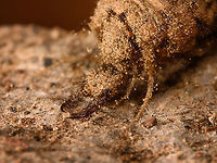 Antlion larva - closeup, Milpe Bird Sanctuary, Ecuador https://www.jungledragon.com/image/127962/antlion_larva_milpe_bird_sanctuary_ecuador.html<br />
Our stay in Milpe was to be short, we arrived just before lunch and would leave the following morning. So it was a bummer that heavy rain ruined our birding plan for the afternoon. <br />
<br />
Luckily, our guide Manuel Espejo always manages to come up with a cool side project. We noticed a lot of sand pit traps on the floor, looking like this:<br />
https://en.wikipedia.org/wiki/Antlion#/media/File:Antlion_trap.jpg<br />
<br />
At the bottom of these traps are the notorious larvae of an antlion, which will prey on any arthropod (typically ants) falling into the trap. Manuel managed to digg up one of these larvae. <br />
<br />
These are 2:1 macro photos with 2 off-camera flash units. The subject is alive and was put back where it came from.<br />
<br />
As adults, antlions are not often photographed. This is due to their short adult life spans and flight time, which surrounds daylight. They are commonly mistaken for dragonflies but they are easy to tell apart by having long antennae:<br />
https://www.jungledragon.com/wildlife/photos/animalia/arthropoda/insecta/neuroptera/myrmeleontidae Ecuador,Ecuador 2021,Fall,Geotagged,Milpe Bird Sanctuary,South America,World