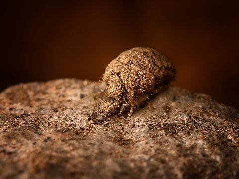 Antlion larva, Milpe Bird Sanctuary, Ecuador https://www.jungledragon.com/image/127961/antlion_larva_-_closeup_milpe_bird_sanctuary_ecuador.html
Our stay in Milpe was to be short, we arrived just before lunch and would leave the following morning. So it was a bummer that heavy rain ruined our birding plan for the afternoon. 

Luckily, our guide Manuel Espejo always manages to come up with a cool side project. We noticed a lot of sand pit traps on the floor, looking like this:
https://en.wikipedia.org/wiki/Antlion#/media/File:Antlion_trap.jpg

At the bottom of these traps are the notorious larvae of an antlion, which will prey on any arthropod (typically ants) falling into the trap. Manuel managed to digg up one of these larvae. 

These are 2:1 macro photos with 2 off-camera flash units. The subject is alive and was put back where it came from.

As adults, antlions are not often photographed. This is due to their short adult life spans and flight time, which surrounds daylight. They are commonly mistaken for dragonflies but they are easy to tell apart by having long antennae:
https://www.jungledragon.com/wildlife/photos/animalia/arthropoda/insecta/neuroptera/myrmeleontidae Ecuador,Ecuador 2021,Fall,Geotagged,Milpe Bird Sanctuary,South America,World