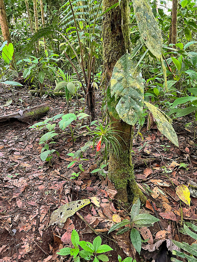 Guzmania angustifolia, Milpe Bird Sanctuary, Ecuador Sorry for the poor photo, I should have taken more time for it. This concerns the &quot;air plant&quot; attached to the tree. Ecuador,Ecuador 2021,Fall,Geotagged,Guzmania angustifolia,Milpe Bird Sanctuary,South America,World