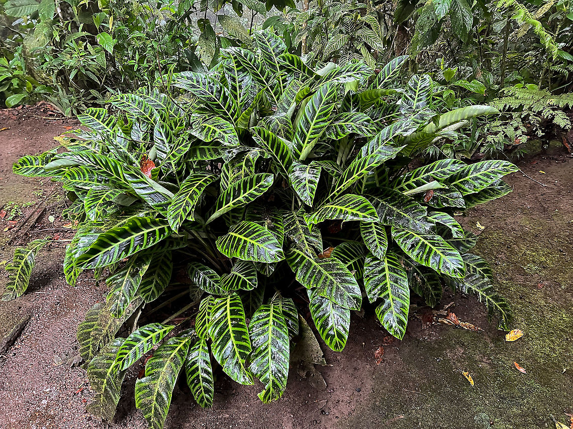 Zebra plant, Milpe Bird Sanctuary, Ecuador Cultivated. Calathea zebrina,Ecuador,Ecuador 2021,Fall,Geotagged,Milpe Bird Sanctuary,South America,World,Zebra plant