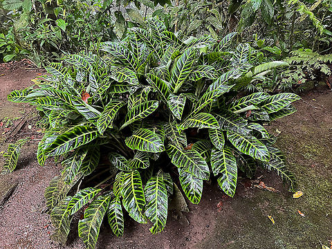 Zebra plant, Milpe Bird Sanctuary, Ecuador Cultivated. Calathea zebrina,Ecuador,Ecuador 2021,Fall,Geotagged,Milpe Bird Sanctuary,South America,World,Zebra plant