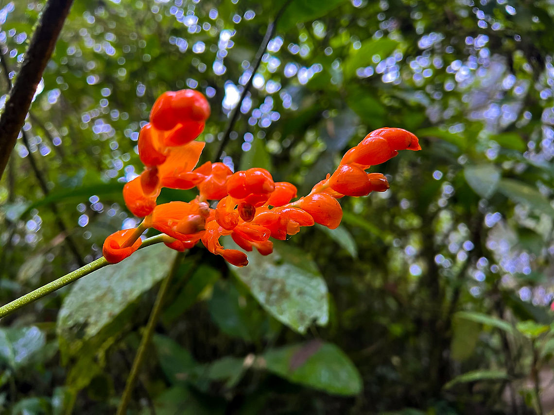 Stromanthe stromanthoides - flower, Milpe Bird Sanctuary, Ecuador A few smartphone snaps of a plant that somehow drew my attention.<br />
<figure class="photo"><a href="https://www.jungledragon.com/image/127976/stromanthe_stromanthoides_milpe_bird_sanctuary_ecuador.html" title="Stromanthe stromanthoides, Milpe Bird Sanctuary, Ecuador"><img src="https://s3.amazonaws.com/media.jungledragon.com/images/2/127976_thumb.jpg?AWSAccessKeyId=05GMT0V3GWVNE7GGM1R2&Expires=1769040010&Signature=gZrBBkvk5%2Fl6GJqIEMidnogTJp8%3D" width="114" height="152" alt="Stromanthe stromanthoides, Milpe Bird Sanctuary, Ecuador A few smartphone snaps of a plant that somehow drew my attention.<br />
https://www.jungledragon.com/image/127977/unknown_flower_-_closeup_milpe_bird_sanctuary_ecuador.html<br />
https://www.jungledragon.com/image/127975/unknown_flower_-_flower_milpe_bird_sanctuary_ecuador.html Ecuador,Ecuador 2021,Fall,Geotagged,Milpe Bird Sanctuary,South America,Stromanthe stromanthoides,World" /></a></figure><br />
<figure class="photo"><a href="https://www.jungledragon.com/image/127977/stromanthe_stromanthoides_-_closeup_milpe_bird_sanctuary_ecuador.html" title="Stromanthe stromanthoides - closeup, Milpe Bird Sanctuary, Ecuador"><img src="https://s3.amazonaws.com/media.jungledragon.com/images/2/127977_thumb.jpg?AWSAccessKeyId=05GMT0V3GWVNE7GGM1R2&Expires=1769040010&Signature=lBX%2FydL%2FoyEOJmPuCSY5mYeRkPc%3D" width="200" height="150" alt="Stromanthe stromanthoides - closeup, Milpe Bird Sanctuary, Ecuador A few smartphone snaps of a plant that somehow drew my attention.<br />
https://www.jungledragon.com/image/127976/unknown_flower_milpe_bird_sanctuary_ecuador.html<br />
https://www.jungledragon.com/image/127975/unknown_flower_-_flower_milpe_bird_sanctuary_ecuador.html Ecuador,Ecuador 2021,Fall,Geotagged,Milpe Bird Sanctuary,South America,Stromanthe stromanthoides,World" /></a></figure> Ecuador,Ecuador 2021,Fall,Geotagged,Milpe Bird Sanctuary,South America,Stromanthe stromanthoides,World
