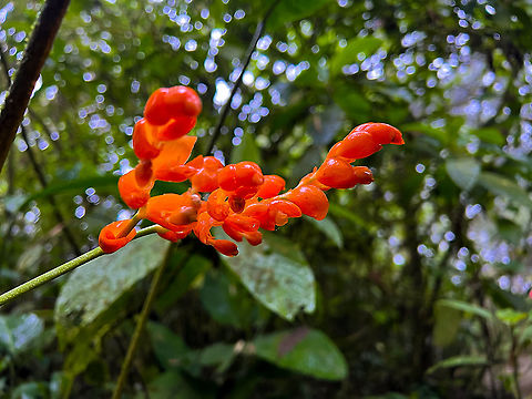 Stromanthe stromanthoides - flower, Milpe Bird Sanctuary, Ecuador A few smartphone snaps of a plant that somehow drew my attention.
https://www.jungledragon.com/image/127976/unknown_flower_milpe_bird_sanctuary_ecuador.html
https://www.jungledragon.com/image/127977/unknown_flower_-_closeup_milpe_bird_sanctuary_ecuador.html Ecuador,Ecuador 2021,Fall,Geotagged,Milpe Bird Sanctuary,South America,Stromanthe stromanthoides,World