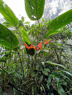 Stromanthe stromanthoides, Milpe Bird Sanctuary, Ecuador A few smartphone snaps of a plant that somehow drew my attention.
https://www.jungledragon.com/image/127977/unknown_flower_-_closeup_milpe_bird_sanctuary_ecuador.html
https://www.jungledragon.com/image/127975/unknown_flower_-_flower_milpe_bird_sanctuary_ecuador.html Ecuador,Ecuador 2021,Fall,Geotagged,Milpe Bird Sanctuary,South America,Stromanthe stromanthoides,World