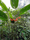 Stromanthe stromanthoides, Milpe Bird Sanctuary, Ecuador A few smartphone snaps of a plant that somehow drew my attention.<br />
https://www.jungledragon.com/image/127977/unknown_flower_-_closeup_milpe_bird_sanctuary_ecuador.html<br />
https://www.jungledragon.com/image/127975/unknown_flower_-_flower_milpe_bird_sanctuary_ecuador.html Ecuador,Ecuador 2021,Fall,Geotagged,Milpe Bird Sanctuary,South America,Stromanthe stromanthoides,World