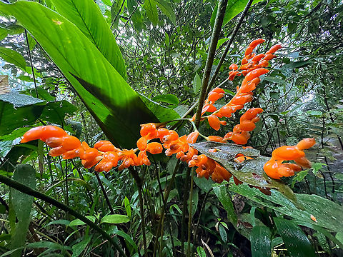 Stromanthe stromanthoides - closeup, Milpe Bird Sanctuary, Ecuador A few smartphone snaps of a plant that somehow drew my attention.
https://www.jungledragon.com/image/127976/unknown_flower_milpe_bird_sanctuary_ecuador.html
https://www.jungledragon.com/image/127975/unknown_flower_-_flower_milpe_bird_sanctuary_ecuador.html Ecuador,Ecuador 2021,Fall,Geotagged,Milpe Bird Sanctuary,South America,Stromanthe stromanthoides,World