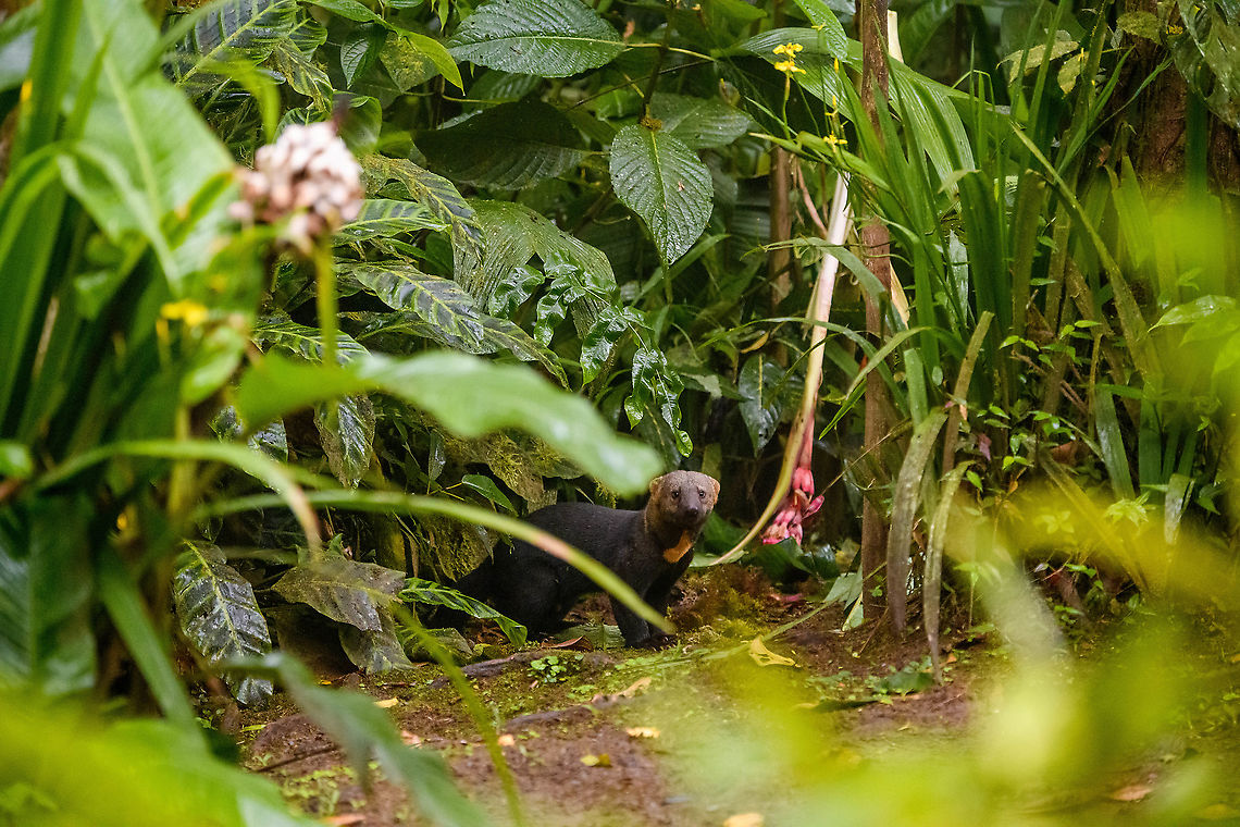 Tayra (Giant Weasel), Milpe Bird Sanctuary, Ecuador Earlier on this day, we had lunch around the feeder and garden area where at one point I saw something large in the corner of my eye. By the time I looked, all I could see was a massive black tail leaving the scene.<br />
<br />
The staff explained that it was a Tayra, nicknamed "Giant Weasel". We were obviously intruiged and were hoping for it to return. By chance, it did several hours later. The light was getting extremely low but Henriette managed to still get a few shots. Credit to her for these photos.<br />
<figure class="photo"><a href="https://www.jungledragon.com/image/127982/tayra_giant_weasel_on_ground_milpe_bird_sanctuary_ecuador.html" title="Tayra (Giant Weasel) on ground, Milpe Bird Sanctuary, Ecuador"><img src="https://s3.amazonaws.com/media.jungledragon.com/images/2/127982_thumb.jpg?AWSAccessKeyId=05GMT0V3GWVNE7GGM1R2&Expires=1769040010&Signature=wQBv6QiXt6alZEi6Cmm3bxzWXjA%3D" width="200" height="134" alt="Tayra (Giant Weasel) on ground, Milpe Bird Sanctuary, Ecuador Earlier on this day, we had lunch around the feeder and garden area where at one point I saw something large in the corner of my eye. By the time I looked, all I could see was a massive black tail leaving the scene.<br />
<br />
The staff explained that it was a Tayra, nicknamed "Giant Weasel". We were obviously intruiged and were hoping for it to return. By chance, it did several hours later. The light was getting extremely low but Henriette managed to still get a few shots. Credit to her for these photos.<br />
https://www.jungledragon.com/image/127981/tayra_giant_weasel_milpe_bird_sanctuary_ecuador.html<br />
https://www.jungledragon.com/image/127983/tayra_giant_weasel_chewing_milpe_bird_sanctuary_ecuador.html<br />
 Ecuador,Ecuador 2021,Eira barbara,Fall,Geotagged,Milpe Bird Sanctuary,South America,Tayra,World" /></a></figure><br />
<figure class="photo"><a href="https://www.jungledragon.com/image/127983/tayra_giant_weasel_chewing_milpe_bird_sanctuary_ecuador.html" title="Tayra (Giant Weasel) chewing, Milpe Bird Sanctuary, Ecuador"><img src="https://s3.amazonaws.com/media.jungledragon.com/images/2/127983_thumb.jpg?AWSAccessKeyId=05GMT0V3GWVNE7GGM1R2&Expires=1769040010&Signature=ME1YUlOu%2FGqNFbf3S%2FpMB6KSuiw%3D" width="200" height="134" alt="Tayra (Giant Weasel) chewing, Milpe Bird Sanctuary, Ecuador Earlier on this day, we had lunch around the feeder and garden area where at one point I saw something large in the corner of my eye. By the time I looked, all I could see was a massive black tail leaving the scene.<br />
<br />
The staff explained that it was a Tayra, nicknamed "Giant Weasel". We were obviously intruiged and were hoping for it to return. By chance, it did several hours later. The light was getting extremely low but Henriette managed to still get a few shots. Credit to her for these photos.<br />
https://www.jungledragon.com/image/127981/tayra_giant_weasel_milpe_bird_sanctuary_ecuador.html<br />
https://www.jungledragon.com/image/127982/tayra_giant_weasel_on_ground_milpe_bird_sanctuary_ecuador.html Ecuador,Ecuador 2021,Eira barbara,Fall,Geotagged,Milpe Bird Sanctuary,South America,Tayra,World" /></a></figure><br />
 Ecuador,Ecuador 2021,Eira barbara,Fall,Geotagged,Milpe Bird Sanctuary,South America,Tayra,World