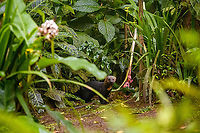 Tayra (Giant Weasel), Milpe Bird Sanctuary, Ecuador Earlier on this day, we had lunch around the feeder and garden area where at one point I saw something large in the corner of my eye. By the time I looked, all I could see was a massive black tail leaving the scene.<br />
<br />
The staff explained that it was a Tayra, nicknamed "Giant Weasel". We were obviously intruiged and were hoping for it to return. By chance, it did several hours later. The light was getting extremely low but Henriette managed to still get a few shots. Credit to her for these photos.<br />
https://www.jungledragon.com/image/127982/tayra_giant_weasel_on_ground_milpe_bird_sanctuary_ecuador.html<br />
https://www.jungledragon.com/image/127983/tayra_giant_weasel_chewing_milpe_bird_sanctuary_ecuador.html<br />
 Ecuador,Ecuador 2021,Eira barbara,Fall,Geotagged,Milpe Bird Sanctuary,South America,Tayra,World