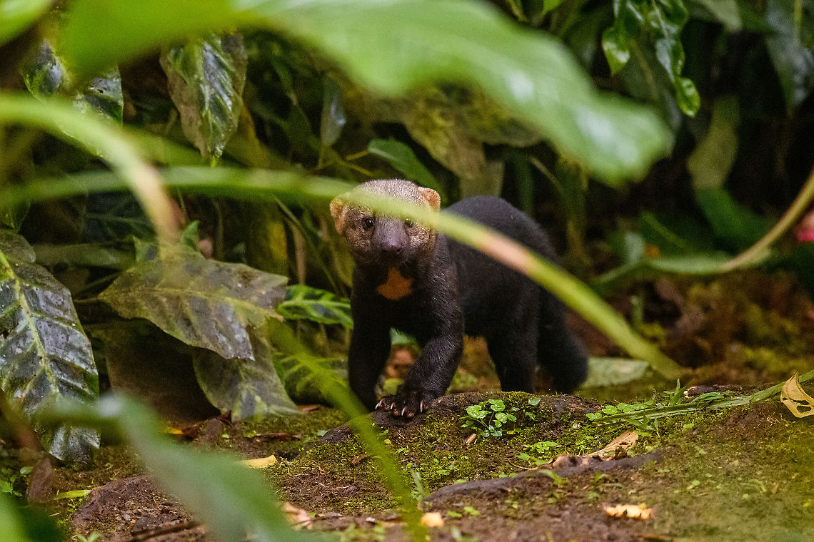 Tayra (Giant Weasel) on ground, Milpe Bird Sanctuary, Ecuador Earlier on this day, we had lunch around the feeder and garden area where at one point I saw something large in the corner of my eye. By the time I looked, all I could see was a massive black tail leaving the scene.<br />
<br />
The staff explained that it was a Tayra, nicknamed &quot;Giant Weasel&quot;. We were obviously intruiged and were hoping for it to return. By chance, it did several hours later. The light was getting extremely low but Henriette managed to still get a few shots. Credit to her for these photos.<br />
<figure class="photo"><a href="https://www.jungledragon.com/image/127981/tayra_giant_weasel_milpe_bird_sanctuary_ecuador.html" title="Tayra (Giant Weasel), Milpe Bird Sanctuary, Ecuador"><img src="https://s3.amazonaws.com/media.jungledragon.com/images/2/127981_thumb.jpg?AWSAccessKeyId=05GMT0V3GWVNE7GGM1R2&Expires=1759968010&Signature=SK0nGjWhftkxhtJ7Swz9U7Z9YdY%3D" width="200" height="134" alt="Tayra (Giant Weasel), Milpe Bird Sanctuary, Ecuador Earlier on this day, we had lunch around the feeder and garden area where at one point I saw something large in the corner of my eye. By the time I looked, all I could see was a massive black tail leaving the scene.<br />
<br />
The staff explained that it was a Tayra, nicknamed &quot;Giant Weasel&quot;. We were obviously intruiged and were hoping for it to return. By chance, it did several hours later. The light was getting extremely low but Henriette managed to still get a few shots. Credit to her for these photos.<br />
https://www.jungledragon.com/image/127982/tayra_giant_weasel_on_ground_milpe_bird_sanctuary_ecuador.html<br />
https://www.jungledragon.com/image/127983/tayra_giant_weasel_chewing_milpe_bird_sanctuary_ecuador.html<br />
 Ecuador,Ecuador 2021,Eira barbara,Fall,Geotagged,Milpe Bird Sanctuary,South America,Tayra,World" /></a></figure><br />
<figure class="photo"><a href="https://www.jungledragon.com/image/127983/tayra_giant_weasel_chewing_milpe_bird_sanctuary_ecuador.html" title="Tayra (Giant Weasel) chewing, Milpe Bird Sanctuary, Ecuador"><img src="https://s3.amazonaws.com/media.jungledragon.com/images/2/127983_thumb.jpg?AWSAccessKeyId=05GMT0V3GWVNE7GGM1R2&Expires=1759968010&Signature=kLZEeRvtLqNsoRc%2FWxXqpcAPSd4%3D" width="200" height="134" alt="Tayra (Giant Weasel) chewing, Milpe Bird Sanctuary, Ecuador Earlier on this day, we had lunch around the feeder and garden area where at one point I saw something large in the corner of my eye. By the time I looked, all I could see was a massive black tail leaving the scene.<br />
<br />
The staff explained that it was a Tayra, nicknamed &quot;Giant Weasel&quot;. We were obviously intruiged and were hoping for it to return. By chance, it did several hours later. The light was getting extremely low but Henriette managed to still get a few shots. Credit to her for these photos.<br />
https://www.jungledragon.com/image/127981/tayra_giant_weasel_milpe_bird_sanctuary_ecuador.html<br />
https://www.jungledragon.com/image/127982/tayra_giant_weasel_on_ground_milpe_bird_sanctuary_ecuador.html Ecuador,Ecuador 2021,Eira barbara,Fall,Geotagged,Milpe Bird Sanctuary,South America,Tayra,World" /></a></figure><br />
 Ecuador,Ecuador 2021,Eira barbara,Fall,Geotagged,Milpe Bird Sanctuary,South America,Tayra,World
