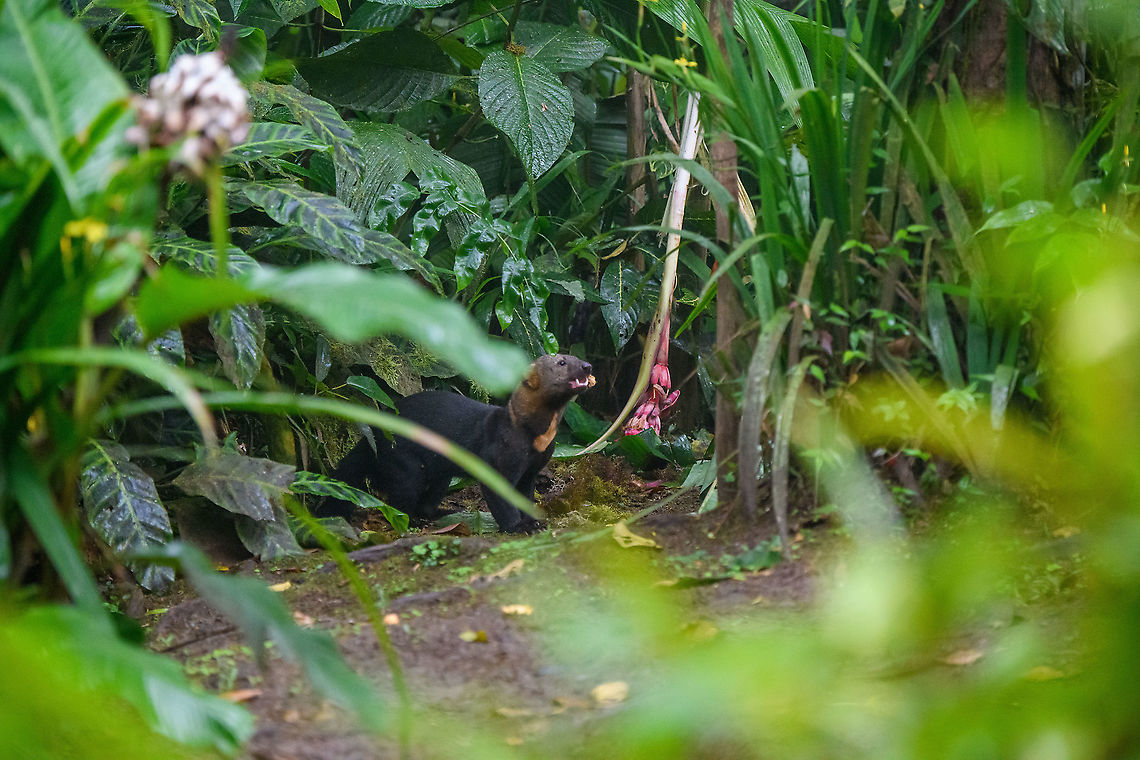 Tayra (Giant Weasel) chewing, Milpe Bird Sanctuary, Ecuador Earlier on this day, we had lunch around the feeder and garden area where at one point I saw something large in the corner of my eye. By the time I looked, all I could see was a massive black tail leaving the scene.<br />
<br />
The staff explained that it was a Tayra, nicknamed "Giant Weasel". We were obviously intruiged and were hoping for it to return. By chance, it did several hours later. The light was getting extremely low but Henriette managed to still get a few shots. Credit to her for these photos.<br />
<figure class="photo"><a href="https://www.jungledragon.com/image/127981/tayra_giant_weasel_milpe_bird_sanctuary_ecuador.html" title="Tayra (Giant Weasel), Milpe Bird Sanctuary, Ecuador"><img src="https://s3.amazonaws.com/media.jungledragon.com/images/2/127981_thumb.jpg?AWSAccessKeyId=05GMT0V3GWVNE7GGM1R2&Expires=1759968010&Signature=SK0nGjWhftkxhtJ7Swz9U7Z9YdY%3D" width="200" height="134" alt="Tayra (Giant Weasel), Milpe Bird Sanctuary, Ecuador Earlier on this day, we had lunch around the feeder and garden area where at one point I saw something large in the corner of my eye. By the time I looked, all I could see was a massive black tail leaving the scene.<br />
<br />
The staff explained that it was a Tayra, nicknamed "Giant Weasel". We were obviously intruiged and were hoping for it to return. By chance, it did several hours later. The light was getting extremely low but Henriette managed to still get a few shots. Credit to her for these photos.<br />
https://www.jungledragon.com/image/127982/tayra_giant_weasel_on_ground_milpe_bird_sanctuary_ecuador.html<br />
https://www.jungledragon.com/image/127983/tayra_giant_weasel_chewing_milpe_bird_sanctuary_ecuador.html<br />
Ecuador,Ecuador 2021,Eira barbara,Fall,Geotagged,Milpe Bird Sanctuary,South America,Tayra,World" /></a></figure><br />
<figure class="photo"><a href="https://www.jungledragon.com/image/127982/tayra_giant_weasel_on_ground_milpe_bird_sanctuary_ecuador.html" title="Tayra (Giant Weasel) on ground, Milpe Bird Sanctuary, Ecuador"><img src="https://s3.amazonaws.com/media.jungledragon.com/images/2/127982_thumb.jpg?AWSAccessKeyId=05GMT0V3GWVNE7GGM1R2&Expires=1759968010&Signature=ykYcenAHo1Tlz9pz1cr%2Bb1PYqgs%3D" width="200" height="134" alt="Tayra (Giant Weasel) on ground, Milpe Bird Sanctuary, Ecuador Earlier on this day, we had lunch around the feeder and garden area where at one point I saw something large in the corner of my eye. By the time I looked, all I could see was a massive black tail leaving the scene.<br />
<br />
The staff explained that it was a Tayra, nicknamed "Giant Weasel". We were obviously intruiged and were hoping for it to return. By chance, it did several hours later. The light was getting extremely low but Henriette managed to still get a few shots. Credit to her for these photos.<br />
https://www.jungledragon.com/image/127981/tayra_giant_weasel_milpe_bird_sanctuary_ecuador.html<br />
https://www.jungledragon.com/image/127983/tayra_giant_weasel_chewing_milpe_bird_sanctuary_ecuador.html<br />
Ecuador,Ecuador 2021,Eira barbara,Fall,Geotagged,Milpe Bird Sanctuary,South America,Tayra,World" /></a></figure> Ecuador,Ecuador 2021,Eira barbara,Fall,Geotagged,Milpe Bird Sanctuary,South America,Tayra,World