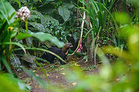 Tayra (Giant Weasel) chewing, Milpe Bird Sanctuary, Ecuador Earlier on this day, we had lunch around the feeder and garden area where at one point I saw something large in the corner of my eye. By the time I looked, all I could see was a massive black tail leaving the scene.<br />
<br />
The staff explained that it was a Tayra, nicknamed "Giant Weasel". We were obviously intruiged and were hoping for it to return. By chance, it did several hours later. The light was getting extremely low but Henriette managed to still get a few shots. Credit to her for these photos.<br />
https://www.jungledragon.com/image/127981/tayra_giant_weasel_milpe_bird_sanctuary_ecuador.html<br />
https://www.jungledragon.com/image/127982/tayra_giant_weasel_on_ground_milpe_bird_sanctuary_ecuador.html Ecuador,Ecuador 2021,Eira barbara,Fall,Geotagged,Milpe Bird Sanctuary,South America,Tayra,World