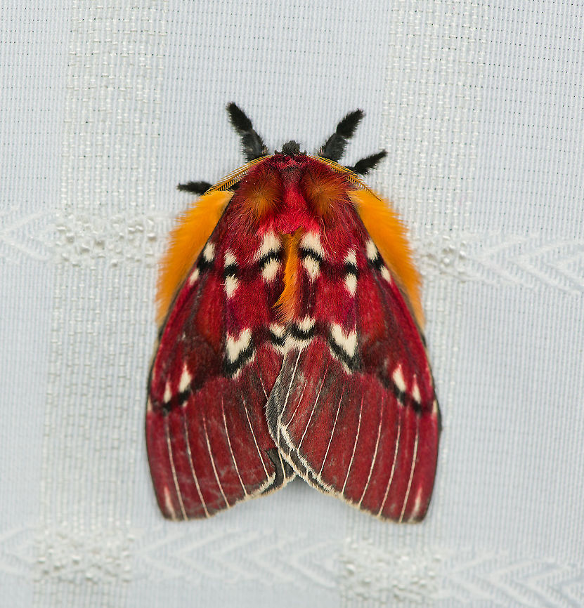 Rhodirphia carminata, Milpe Bird Sanctuary, Ecuador This one was found in our room at Milpe, attached to the curtain. Ecuador,Ecuador 2021,Fall,Geotagged,Milpe Bird Sanctuary,Rhodirphia carminata,South America,World