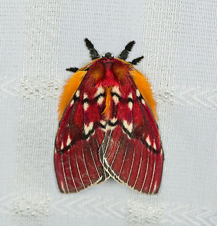 Rhodirphia carminata, Milpe Bird Sanctuary, Ecuador This one was found in our room at Milpe, attached to the curtain. Ecuador,Ecuador 2021,Fall,Geotagged,Milpe Bird Sanctuary,Rhodirphia carminata,South America,World