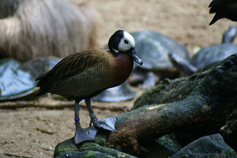 Gorgeous White-faced Whistling Duck White-headed duck with bright feathers and a black beak in the Arnhem zoo. Arnhem Zoo,Dendrocygna viduata,Ducks,White-faced Whistling Duck