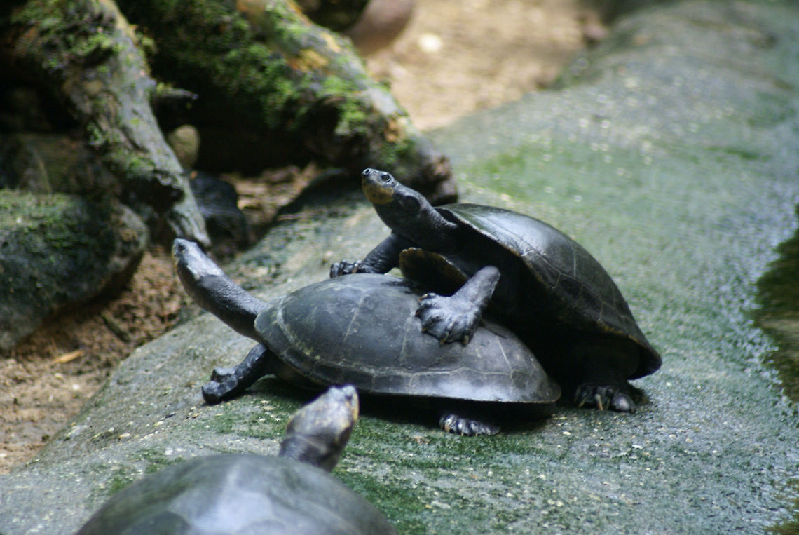 Two very friendly turtles Got a minute? One turtle climbs the other for a "moment" of celebration. A voyeur is watching in the foreground. Arnhem Zoo,Podocnemis unifilis,Reptiles,Turtle,Yellow-spotted Amazon river turtle