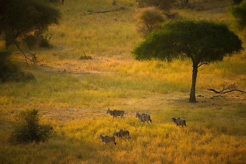 Common Elands at sunrise in Tarangire, Tanzania These enormous antelopes were spotted moving away from the river in Tarangire, Tanzania, at sunrise. Africa,Common eland,Tanzania,Tarangire,Tarangire National Park,Taurotragus oryx