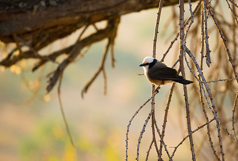 Northern White-crowned Shrike near lodge in Tarangire, Tanzania  Africa,Eurocephalus rueppelli,Eurocephalus ruppelli,Northern White-crowned Shrike,Northern white-crowned shrike,Tanzania,Tarangire,Tarangire National Park