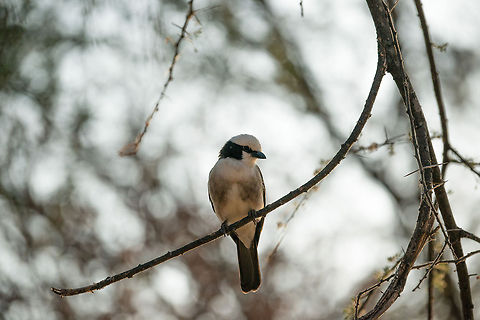 Northern White-crowned Shrike closeup in Tarangire, Tanzania  Africa,Eurocephalus rueppelli,Eurocephalus ruppelli,Northern White-crowned Shrike,Northern white-crowned shrike,Tanzania,Tarangire,Tarangire National Park
