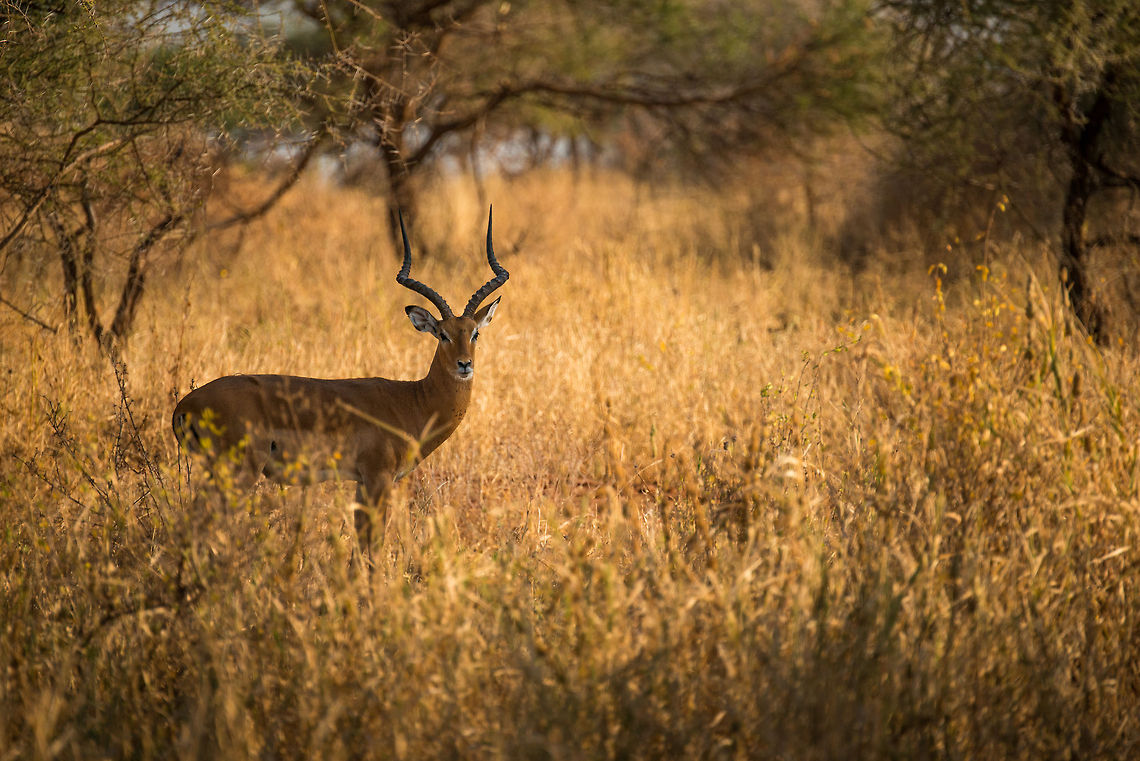 Proud Male Impala at sunrise, Tarangire, Tanzania  Aepyceros melampus,Africa,Impala,Tanzania,Tarangire,Tarangire National Park