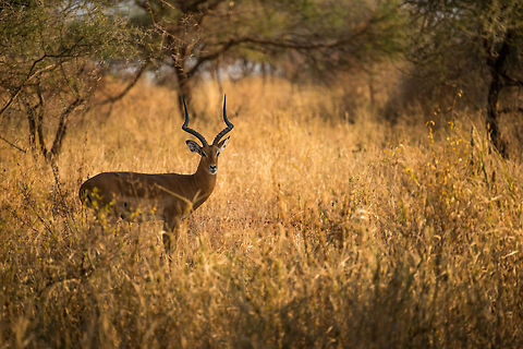 Proud Male Impala at sunrise, Tarangire, Tanzania  Aepyceros melampus,Africa,Impala,Tanzania,Tarangire,Tarangire National Park