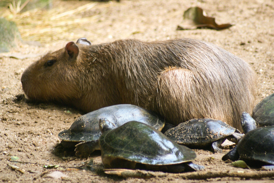 Capybara sunbathing amongst small turtles A Capybara (Hydrochoerus hydrochaeris) relaxes in the sun amidst a few turtles. Capybaras are the largest kind of rodents in the world, and can weigh up to 80kg/150lbs. Arnhem Zoo,Capybara,Hydrochoerus Hydrochaeris,Rodents
