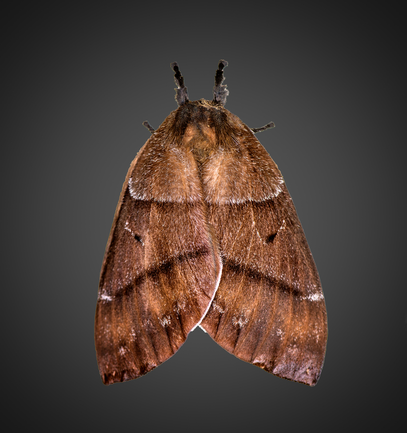 (pseudo)Dirphia, Milpe Bird Sanctuary, Ecuador Start of a small moth session in Milpe Bird Sanctuary. They have a permanent moth light trap. Unfortunately, the cloth is incredibly dirty and distracting, so in some cases I&#039;ll be editing out the background. Ecuador,Ecuador 2021,Fall,Geotagged,Milpe Bird Sanctuary,South America,World