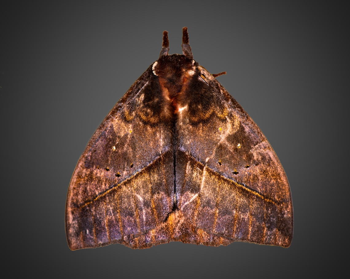 Automeris boops, Milpe Bird Sanctuary, Ecuador  Automeris boops,Ecuador,Ecuador 2021,Fall,Geotagged,Milpe Bird Sanctuary,South America,World