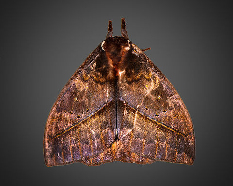 Automeris boops, Milpe Bird Sanctuary, Ecuador  Automeris boops,Ecuador,Ecuador 2021,Fall,Geotagged,Milpe Bird Sanctuary,South America,World