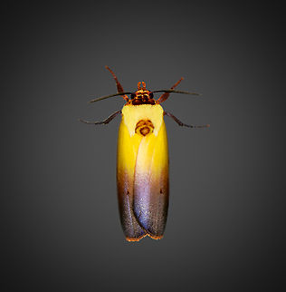 Halysidota roseofasciata, Milpe Bird Sanctuary, Ecuador  Ecuador,Ecuador 2021,Fall,Geotagged,Halysidota roseofasciata,Milpe Bird Sanctuary,South America,World