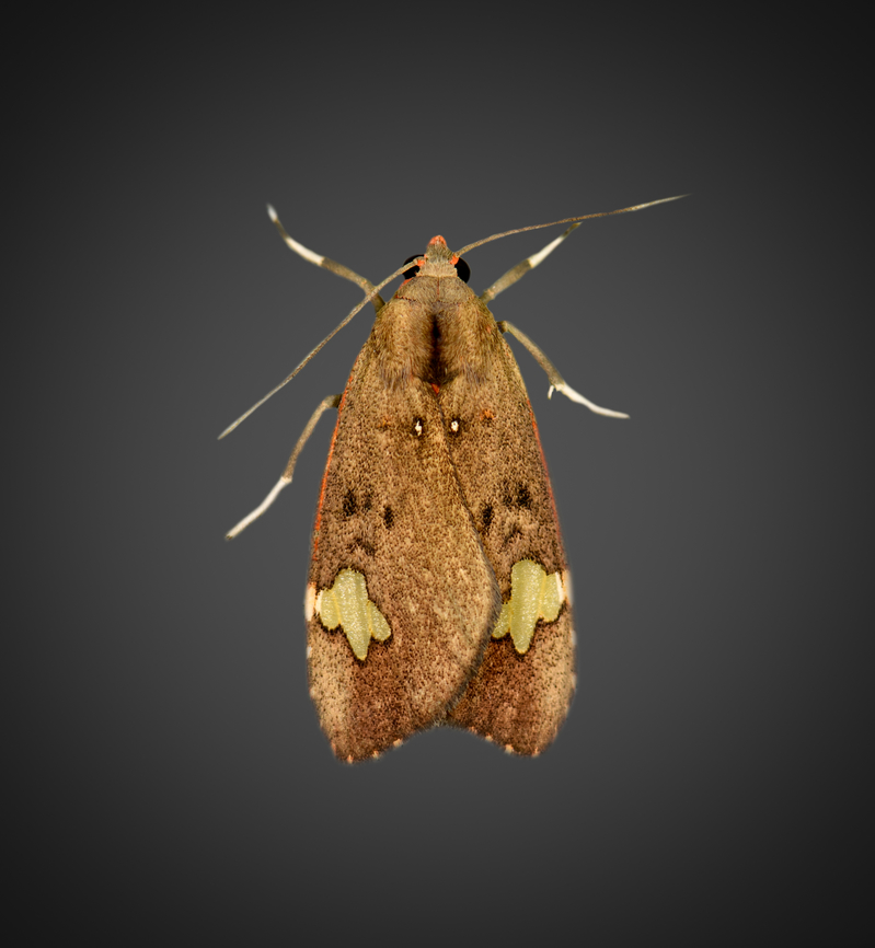 Melese babosa, Milpe Bird Sanctuary, Ecuador  Ecuador,Ecuador 2021,Fall,Geotagged,Melese babosa,Milpe Bird Sanctuary,South America,World