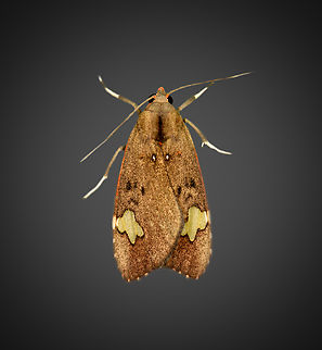 Melese babosa, Milpe Bird Sanctuary, Ecuador  Ecuador,Ecuador 2021,Fall,Geotagged,Melese babosa,Milpe Bird Sanctuary,South America,World