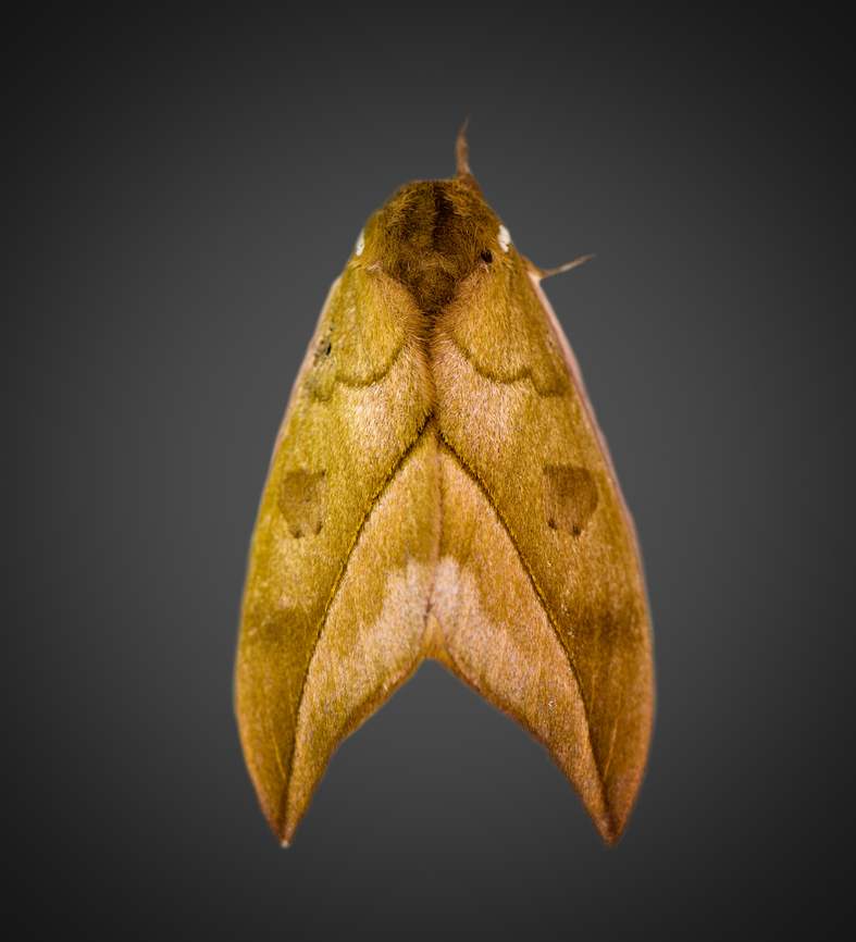 Automeris zugana, Milpe Bird Sanctuary, Ecuador <figure class="photo"><a href="https://www.jungledragon.com/image/128424/automeris_zugana_milpe_bird_sanctuary_ecuador.html" title="Automeris zugana, Milpe Bird Sanctuary, Ecuador"><img src="https://s3.amazonaws.com/media.jungledragon.com/images/2/128424_thumb.jpg?AWSAccessKeyId=05GMT0V3GWVNE7GGM1R2&Expires=1759968010&Signature=t%2BQ18UXCNbY%2BrDT2QMEtoeBp6H8%3D" width="200" height="130" alt="Automeris zugana, Milpe Bird Sanctuary, Ecuador https://www.jungledragon.com/image/128385/automeris_zugana_milpe_bird_sanctuary_ecuador.html Automeris zugana,Ecuador,Ecuador 2021,Fall,Geotagged,Milpe Bird Sanctuary,South America,World" /></a></figure> Automeris zugana,Ecuador,Ecuador 2021,Fall,Geotagged,Milpe Bird Sanctuary,South America,World