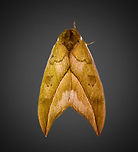 Automeris zugana, Milpe Bird Sanctuary, Ecuador https://www.jungledragon.com/image/128424/automeris_zugana_milpe_bird_sanctuary_ecuador.html Automeris zugana,Ecuador,Ecuador 2021,Fall,Geotagged,Milpe Bird Sanctuary,South America,World