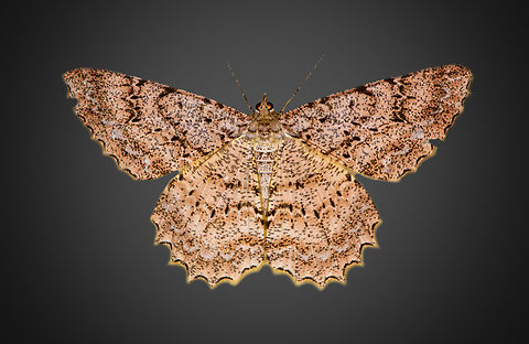 Epimecis conjugaria, Milpe Bird Sanctuary  Ecuador,Ecuador 2021,Epimecis conjugaria,Fall,Geotagged,Milpe Bird Sanctuary,South America,World