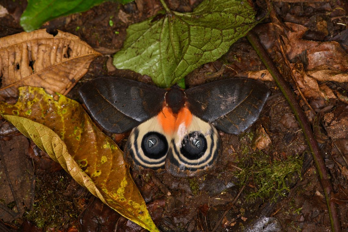 Automeris postalbida, Milpe Bird Sanctuary, Ecuador  Automeris postalbida,Ecuador,Ecuador 2021,Fall,Geotagged,Milpe Bird Sanctuary,South America,World