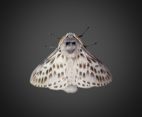 Lappet moth, Milpe Bird Sanctuary, Ecuador  Ecuador,Ecuador 2021,Fall,Geotagged,Milpe Bird Sanctuary,South America,World