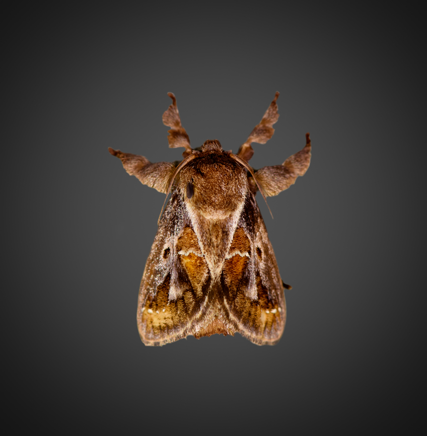 Euclea distrahens, Milpe Bird Sanctuary, Ecuador <figure class="photo"><a href="https://www.jungledragon.com/image/128543/euclea_distrahens_-_wings_closed_milpe_bird_sanctuary_ecuador.html" title="Euclea distrahens - wings closed, Milpe Bird Sanctuary, Ecuador"><img src="https://s3.amazonaws.com/media.jungledragon.com/images/2/128543_thumb.jpg?AWSAccessKeyId=05GMT0V3GWVNE7GGM1R2&Expires=1770854410&Signature=pHrem7JyeSeeO4KJYI6nUQ8PHSk%3D" width="152" height="152" alt="Euclea distrahens - wings closed, Milpe Bird Sanctuary, Ecuador https://www.jungledragon.com/image/128399/euclea_distrahens_milpe_bird_sanctuary_ecuador.html Ecuador,Ecuador 2021,Euclea distrahens,Fall,Geotagged,Milpe Bird Sanctuary,South America,World" /></a></figure> Ecuador,Ecuador 2021,Euclea distrahens,Fall,Geotagged,Milpe Bird Sanctuary,South America,World