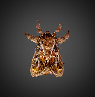 Euclea distrahens, Milpe Bird Sanctuary, Ecuador https://www.jungledragon.com/image/128543/euclea_distrahens_-_wings_closed_milpe_bird_sanctuary_ecuador.html Ecuador,Ecuador 2021,Euclea distrahens,Fall,Geotagged,Milpe Bird Sanctuary,South America,World