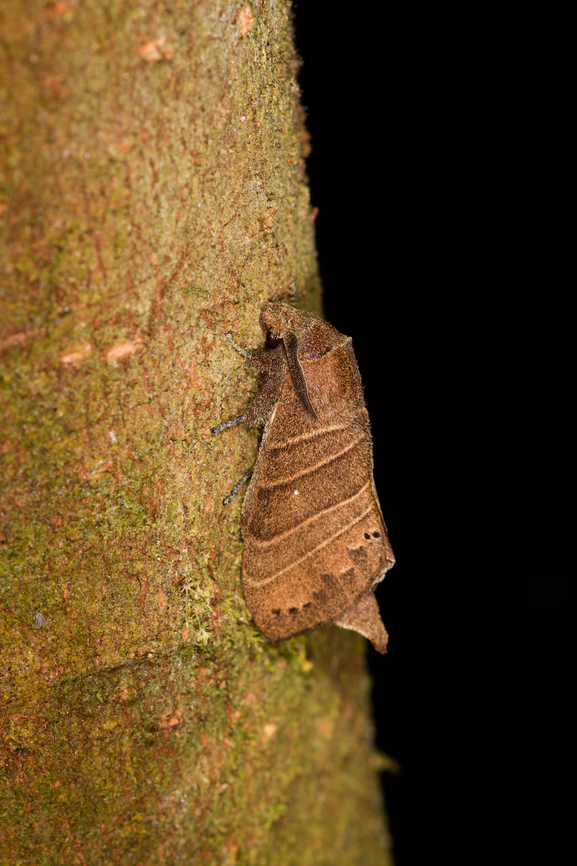 Prorifrons lineata, Milpe Bird Sanctuary <figure class="photo"><a href="https://www.jungledragon.com/image/128401/prorifrons_lineata_-_front_milpe_bird_sanctuary.html" title="Prorifrons lineata - front, Milpe Bird Sanctuary"><img src="https://s3.amazonaws.com/media.jungledragon.com/images/2/128401_thumb.jpg?AWSAccessKeyId=05GMT0V3GWVNE7GGM1R2&Expires=1770854410&Signature=qHGc9wahapUqThQz872OeRyHXjw%3D" width="148" height="152" alt="Prorifrons lineata - front, Milpe Bird Sanctuary https://www.jungledragon.com/image/128400/prorifrons_lineata_milpe_bird_sanctuary.html Ecuador,Ecuador 2021,Fall,Geotagged,Milpe Bird Sanctuary,Prorifrons lineata,South America,World" /></a></figure> Ecuador,Ecuador 2021,Fall,Geotagged,Milpe Bird Sanctuary,Prorifrons lineata,South America,World