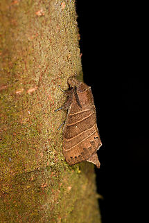Prorifrons lineata, Milpe Bird Sanctuary https://www.jungledragon.com/image/128401/prorifrons_lineata_-_front_milpe_bird_sanctuary.html Ecuador,Ecuador 2021,Fall,Geotagged,Milpe Bird Sanctuary,Prorifrons lineata,South America,World