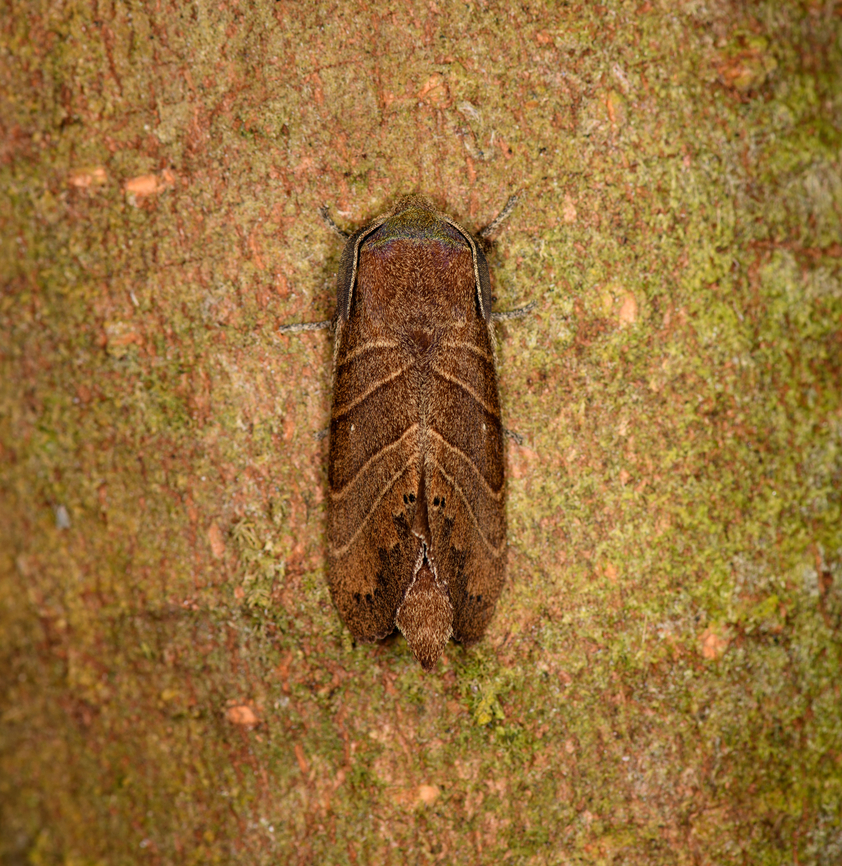 Prorifrons lineata - front, Milpe Bird Sanctuary <figure class="photo"><a href="https://www.jungledragon.com/image/128400/prorifrons_lineata_milpe_bird_sanctuary.html" title="Prorifrons lineata, Milpe Bird Sanctuary"><img src="https://s3.amazonaws.com/media.jungledragon.com/images/2/128400_thumb.jpg?AWSAccessKeyId=05GMT0V3GWVNE7GGM1R2&Expires=1759968010&Signature=%2BEAVGVfll8wkBQW2MFqJCOV9ibI%3D" width="102" height="152" alt="Prorifrons lineata, Milpe Bird Sanctuary https://www.jungledragon.com/image/128401/prorifrons_lineata_-_front_milpe_bird_sanctuary.html Ecuador,Ecuador 2021,Fall,Geotagged,Milpe Bird Sanctuary,Prorifrons lineata,South America,World" /></a></figure> Ecuador,Ecuador 2021,Fall,Geotagged,Milpe Bird Sanctuary,Prorifrons lineata,South America,World