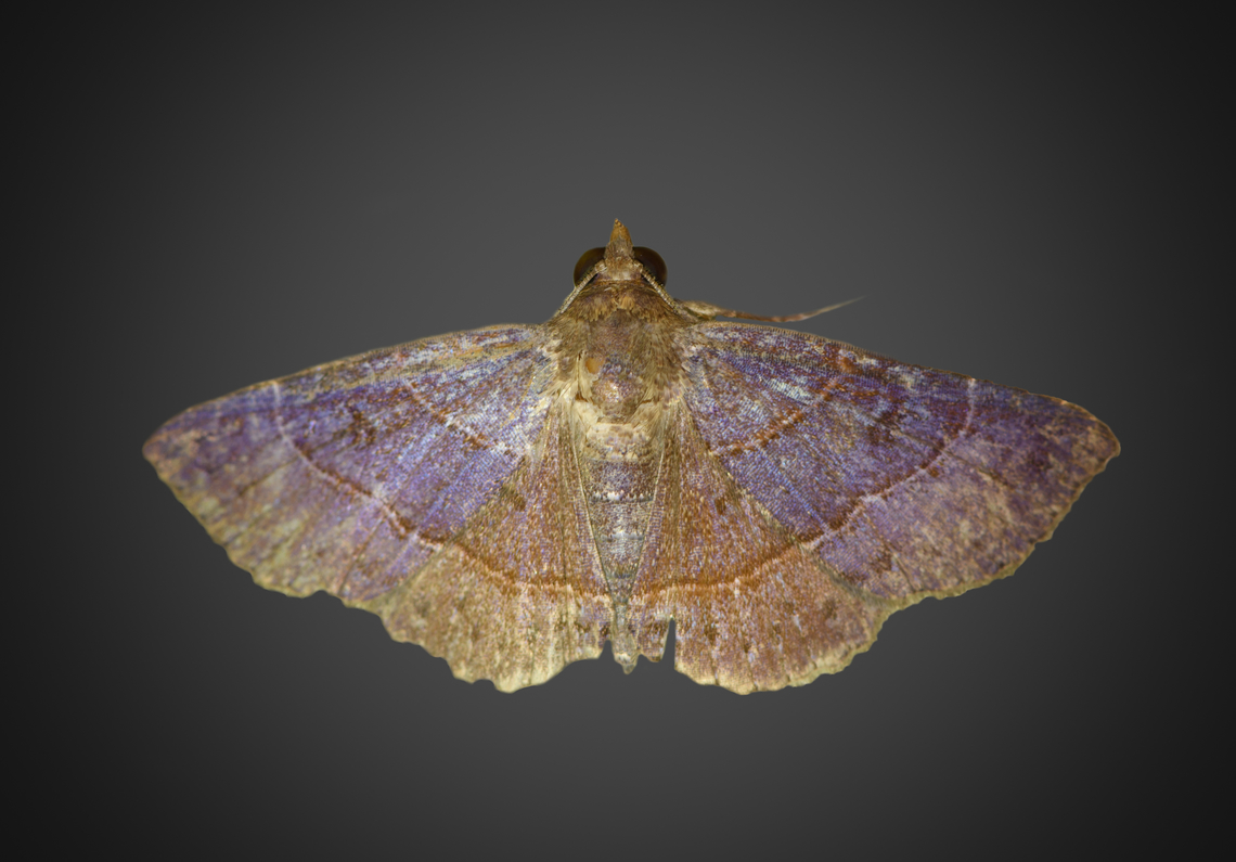 Antiblemma tuva, Milpe Bird Sanctuary, Ecuador Looks very faded but this is the normal &quot;look&quot; of moths in this genus.<br />
<a href="https://leps.fieldguide.ai/figure/5d40361f748e5b62be465971/detail?place=ne1159320567&amp;category=59bb212a929d3d10ea99b085" rel="nofollow">https://leps.fieldguide.ai/figure/5d40361f748e5b62be465971/detail?place=ne1159320567&amp;category=59bb212a929d3d10ea99b085</a> Antiblemma tuva,Ecuador,Ecuador 2021,Fall,Geotagged,Milpe Bird Sanctuary,South America,World