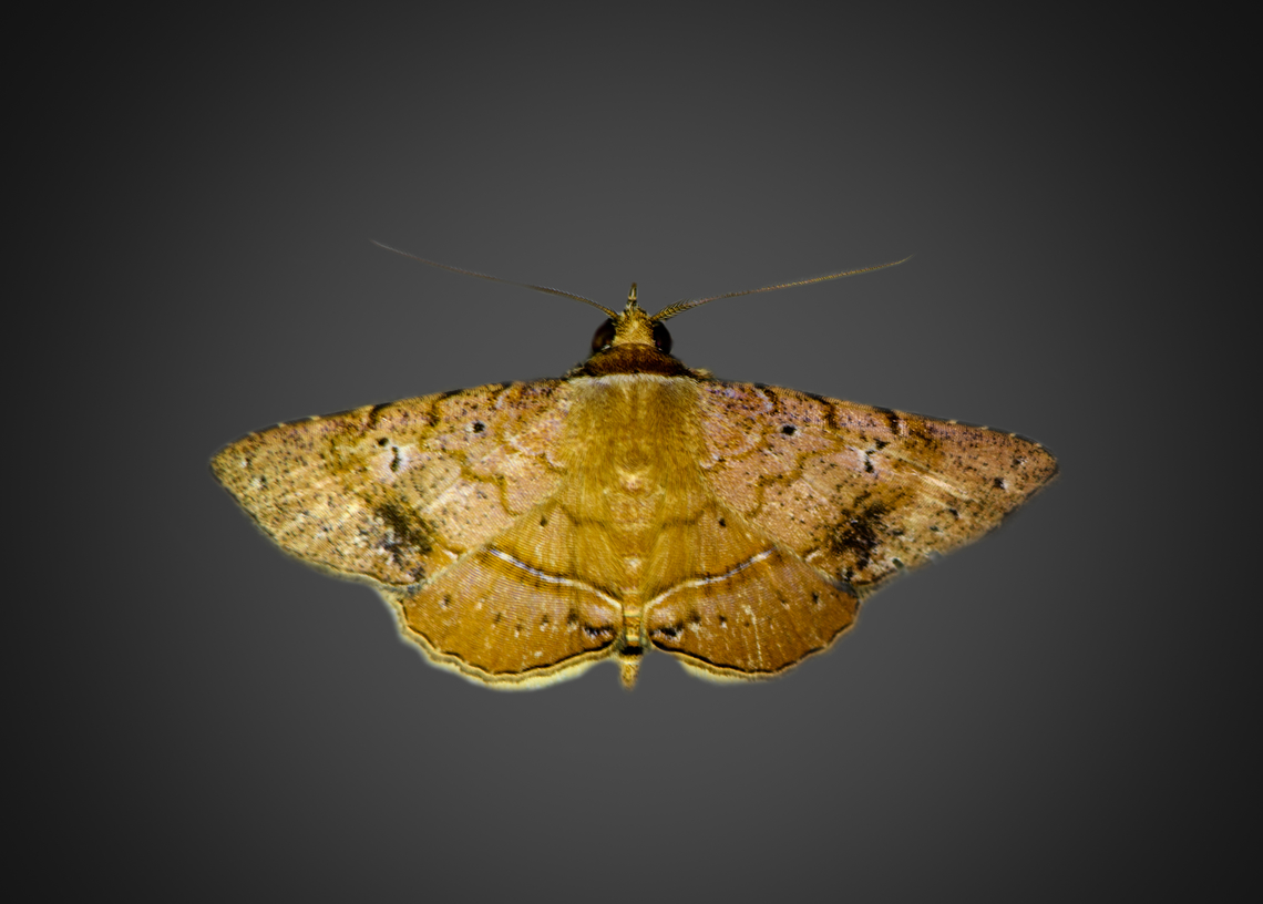 Antiblemma sp., Milpe Bird Sanctuary, Ecuador  Ecuador,Ecuador 2021,Fall,Geotagged,Milpe Bird Sanctuary,South America,World