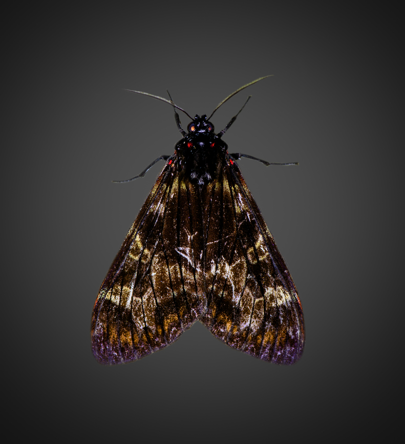 Tiger moth, Milpe Bird Sanctuary, Ecuador Shadows lifted, in reality much darker. Ecuador,Ecuador 2021,Fall,Geotagged,Milpe Bird Sanctuary,South America,World