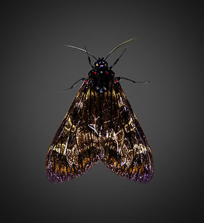 Tiger moth, Milpe Bird Sanctuary, Ecuador Shadows lifted, in reality much darker. Ecuador,Ecuador 2021,Fall,Geotagged,Milpe Bird Sanctuary,South America,World