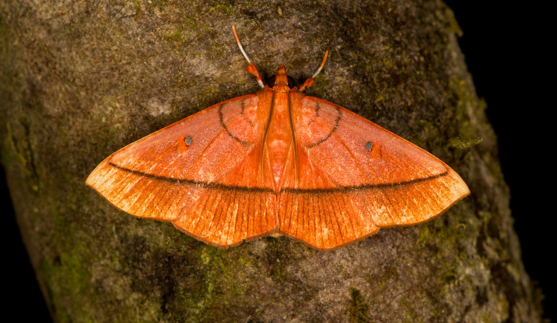 Midila daphne, Milpe Bird Sanctuary, Ecuador Fun detail is that the eyes on the wings are transparent. Ecuador,Ecuador 2021,Fall,Geotagged,Midila daphne,Milpe Bird Sanctuary,South America,World