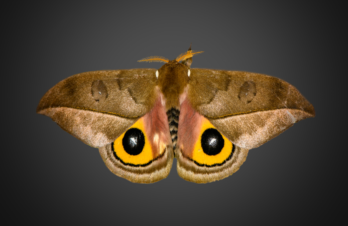 Automeris zugana, Milpe Bird Sanctuary, Ecuador <figure class="photo"><a href="https://www.jungledragon.com/image/128385/automeris_zugana_milpe_bird_sanctuary_ecuador.html" title="Automeris zugana, Milpe Bird Sanctuary, Ecuador"><img src="https://s3.amazonaws.com/media.jungledragon.com/images/2/128385_thumb.jpg?AWSAccessKeyId=05GMT0V3GWVNE7GGM1R2&Expires=1769040010&Signature=CK4%2BAmNU1VjoXYZSsW1h%2Bn8QV70%3D" width="140" height="152" alt="Automeris zugana, Milpe Bird Sanctuary, Ecuador https://www.jungledragon.com/image/128424/automeris_zugana_milpe_bird_sanctuary_ecuador.html Automeris zugana,Ecuador,Ecuador 2021,Fall,Geotagged,Milpe Bird Sanctuary,South America,World" /></a></figure> Automeris zugana,Ecuador,Ecuador 2021,Fall,Geotagged,Milpe Bird Sanctuary,South America,World