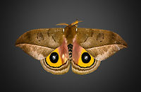 Automeris zugana, Milpe Bird Sanctuary, Ecuador https://www.jungledragon.com/image/128385/automeris_zugana_milpe_bird_sanctuary_ecuador.html Automeris zugana,Ecuador,Ecuador 2021,Fall,Geotagged,Milpe Bird Sanctuary,South America,World